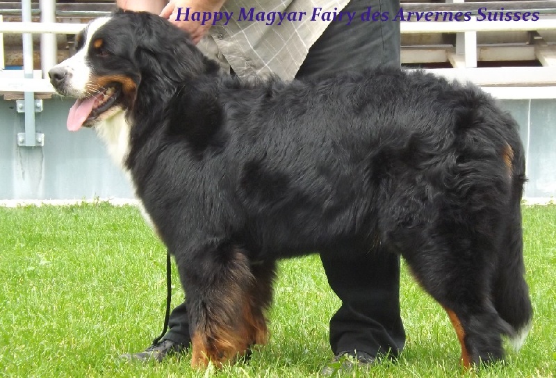 Happy magyar fairy des Arvernes Suisses