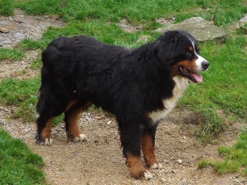 Barry des Arvernes Suisses